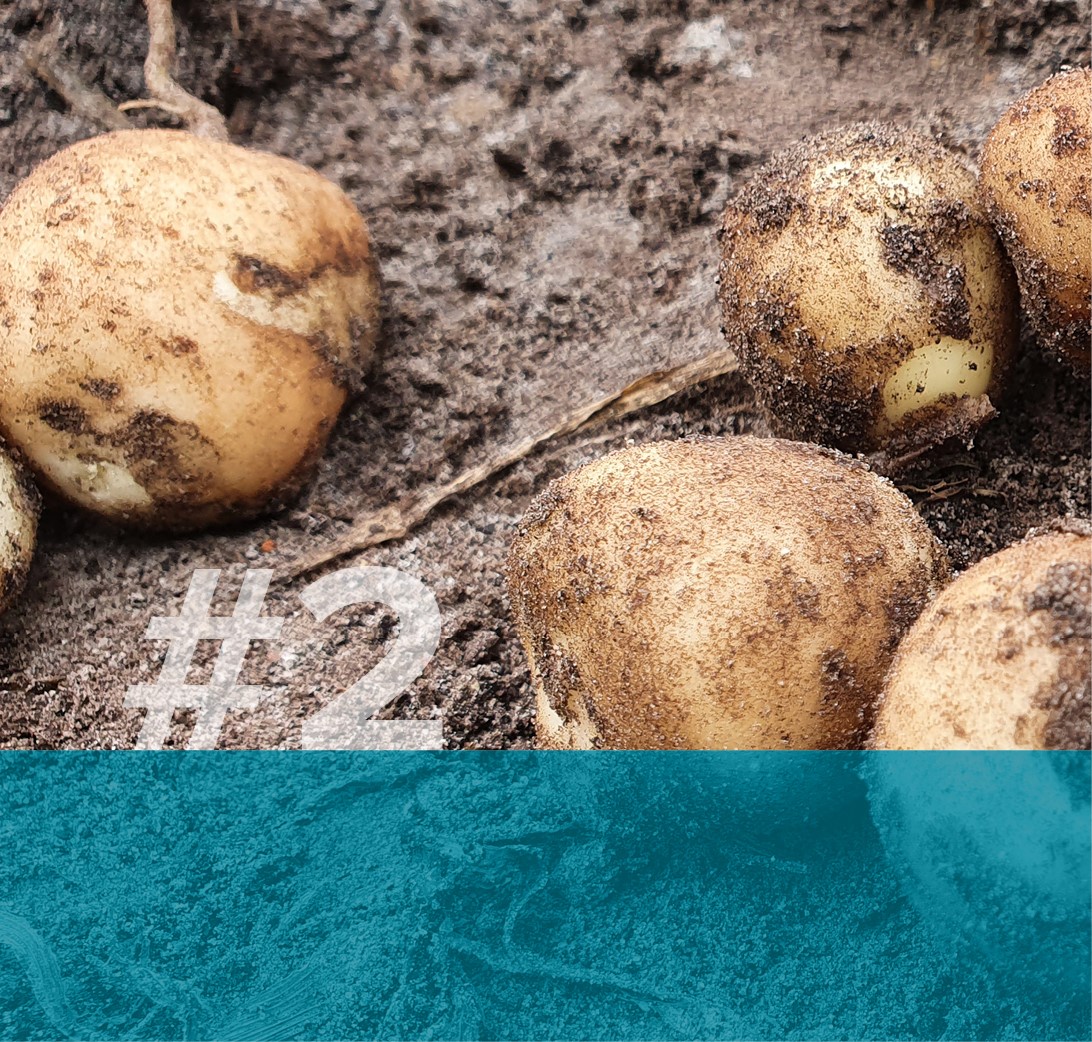 Averis Seeds verbetert kwaliteit van aardappelen dankzij digitalNXT Vision