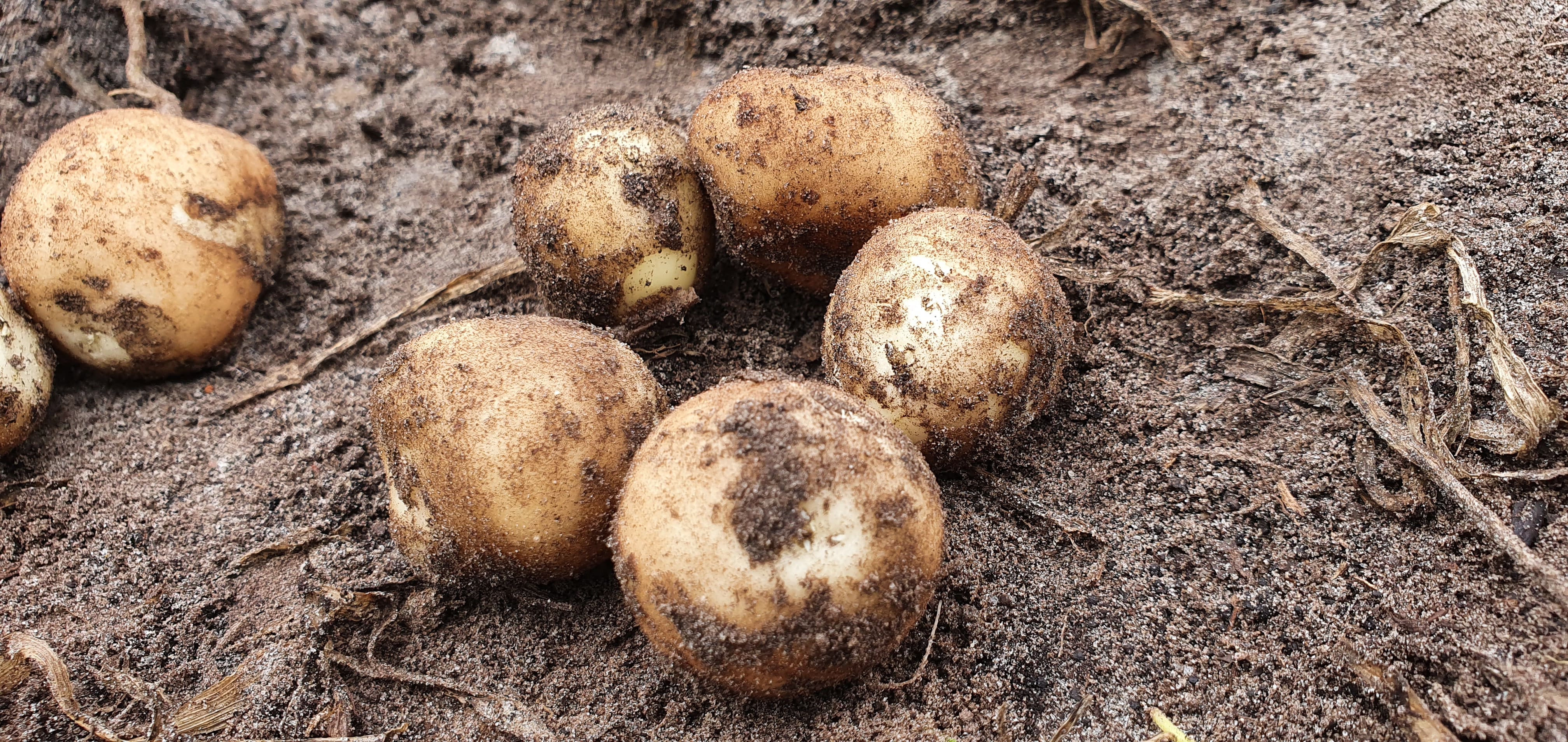 Patatoes Averis Seeds visual inspection with OrangeNXT